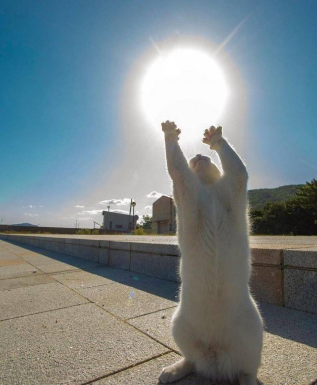 Кот тянется к солнцу