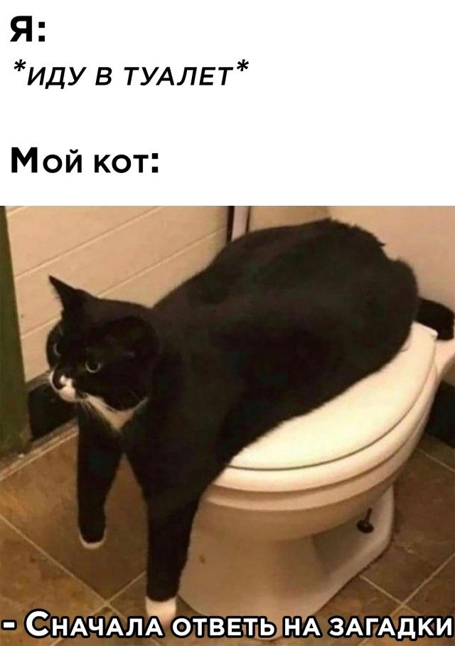 Кот не пускает в туалет