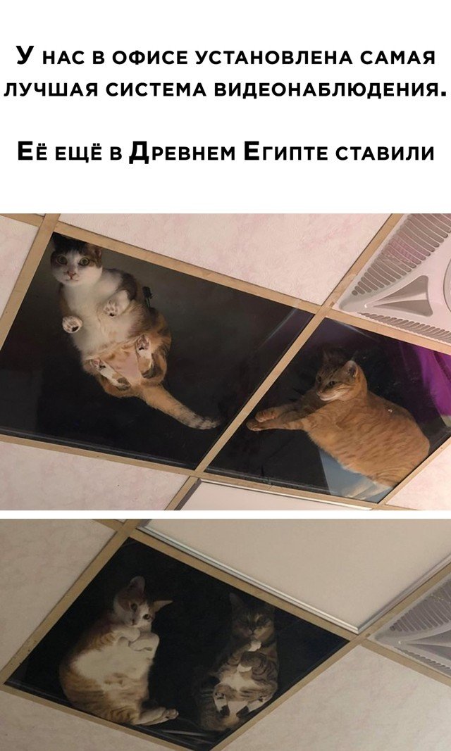 Коты ходят по потолку