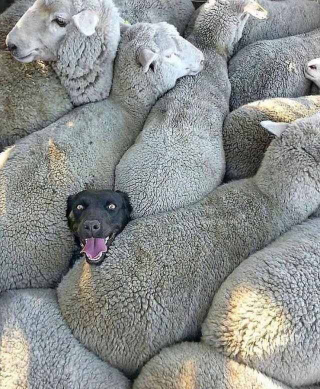 Собака и овцы
