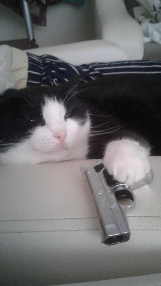 Котик с пистолетом
