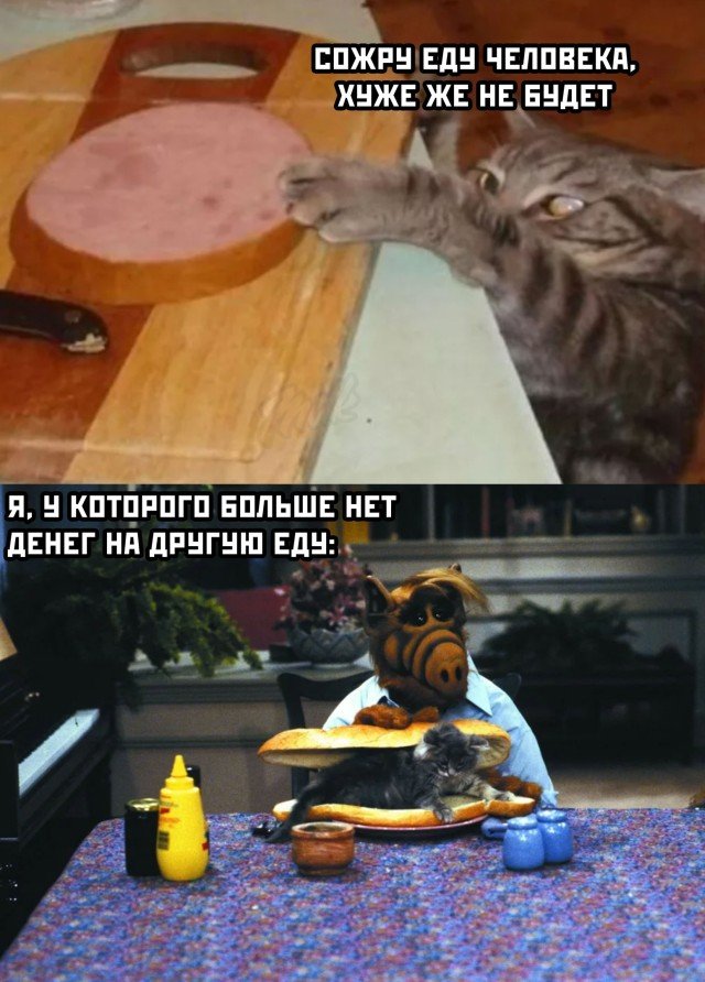 Кот ворует еду со стола