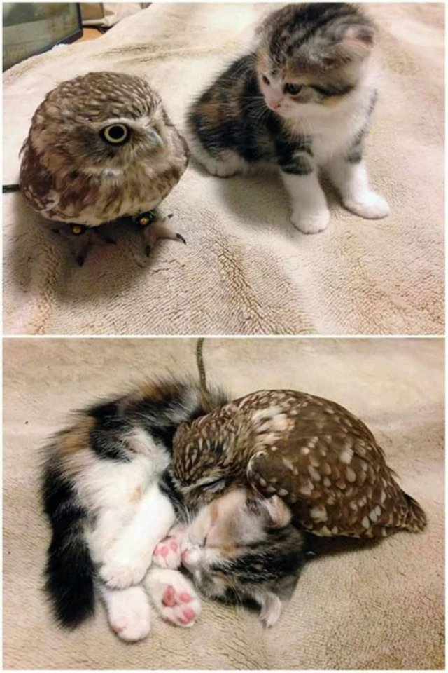 Кот и сова