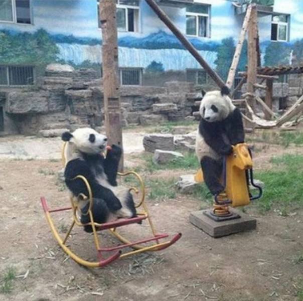 Панды на качелях