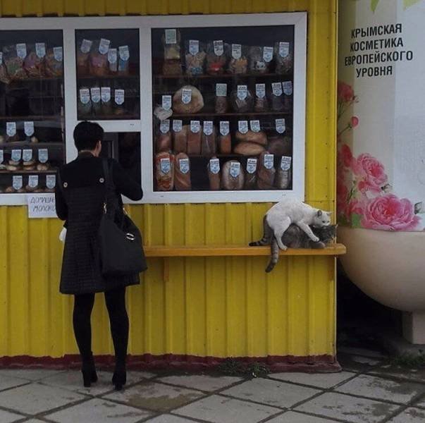 Коты у киоска