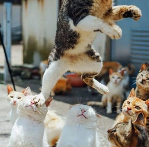 Кот бежит по головам