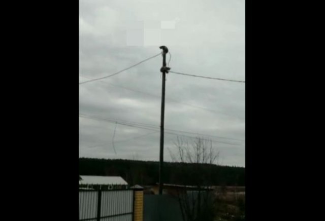 В Свердловской области заметили двух рысей, которые залезли на столб