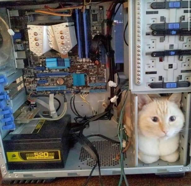 Кот сидит в компьютере