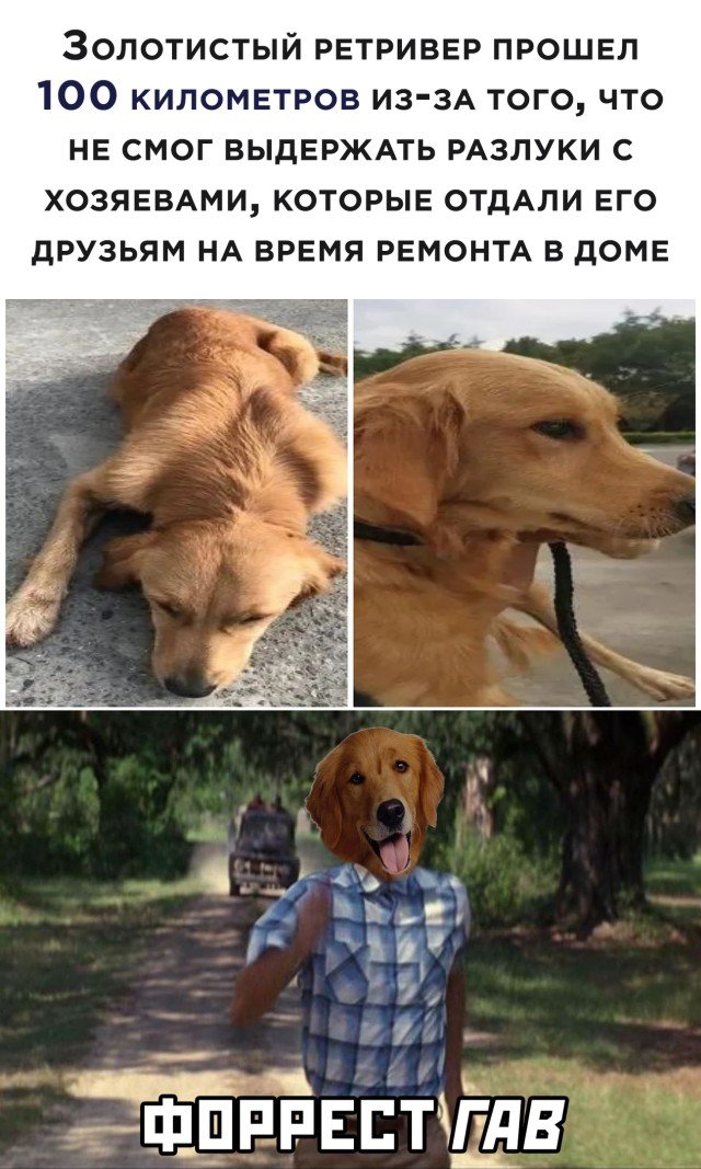 Собака вернулась к хозяину