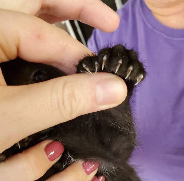 7 пальцев на лапке у кота