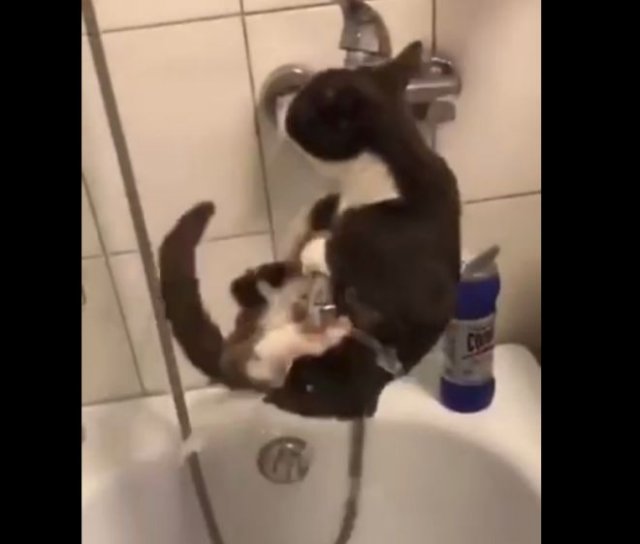 Кот просто хотел попить воды, а пришлось заниматься акробатикой