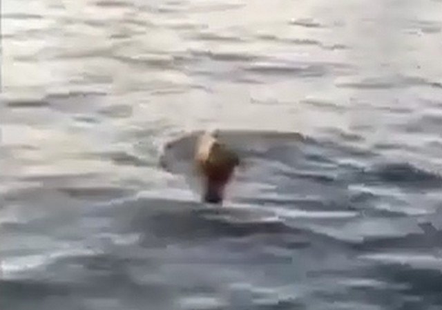 морж в воде