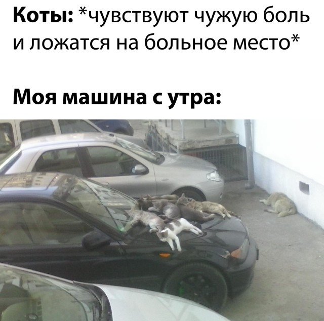 Моя машина и коты утром