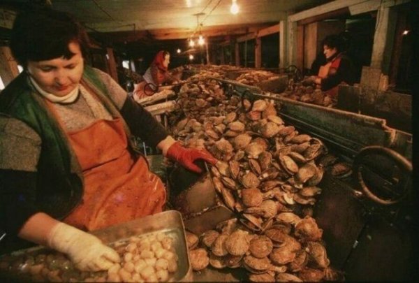 Обработка моллюсков на заводе, 1997 год