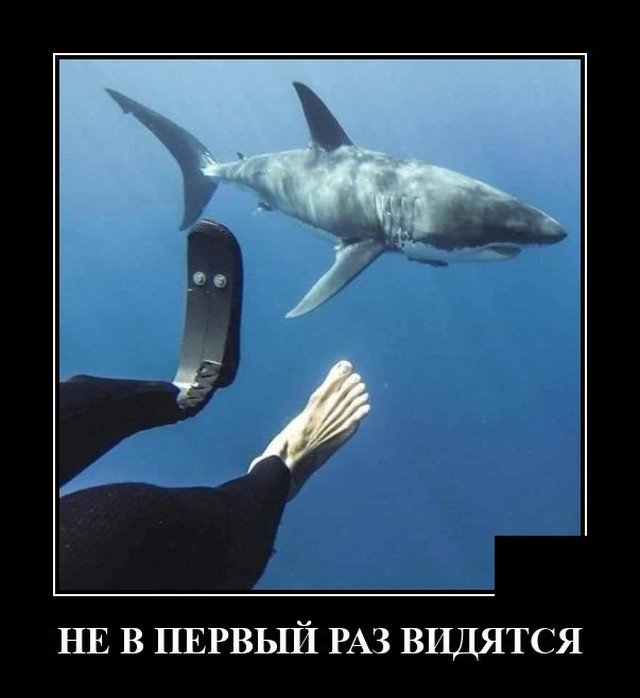 Демотиватор про акулу и дайвера