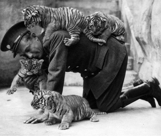 Смотритель в зоопарке играет с тигрятами, 1937 год.