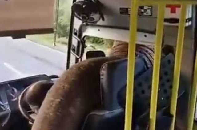 Слон попытался &quot;ограбить&quot; автобус