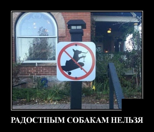 Демотиватор про собаку