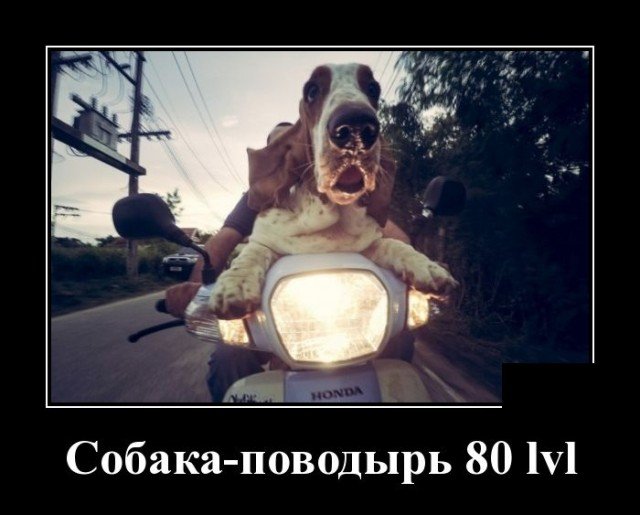 Демотиватор про собаку
