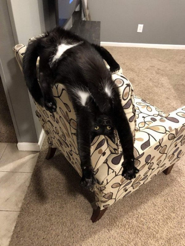 Черный кот на кресле