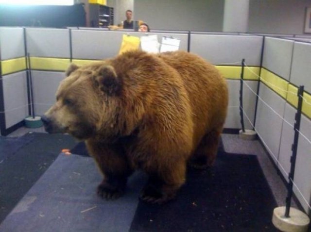 Медведь в офисе