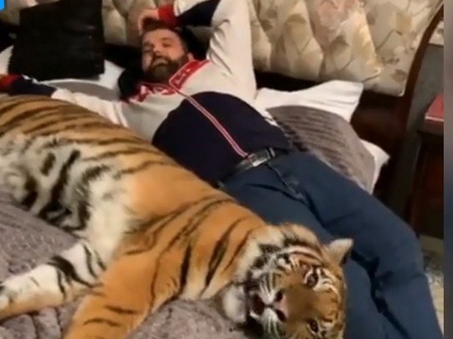тигр на кровати