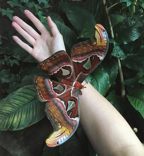 Павлиноглазка атлас — одна из самых больших бабочек в мире