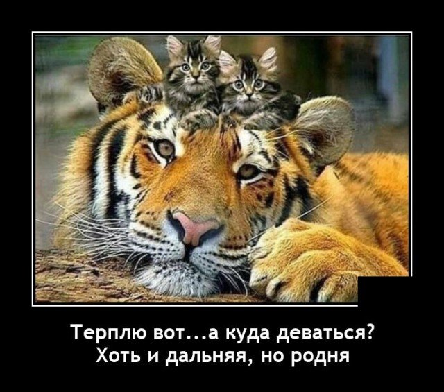 204161_6_trinixy_ru.jpg