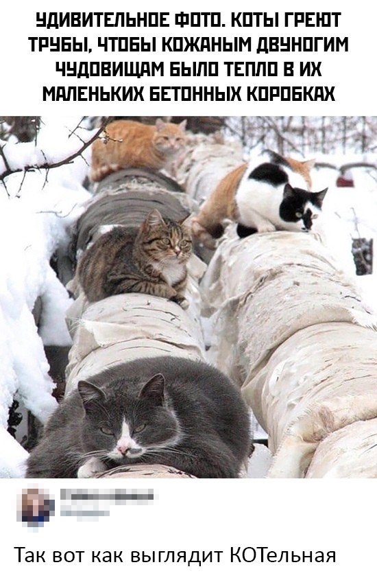 Коты на трубах