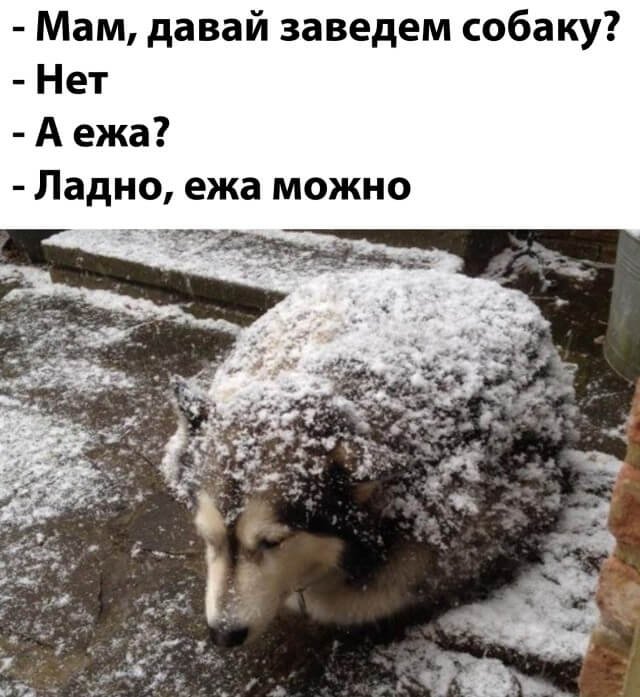 Собака-ёжик