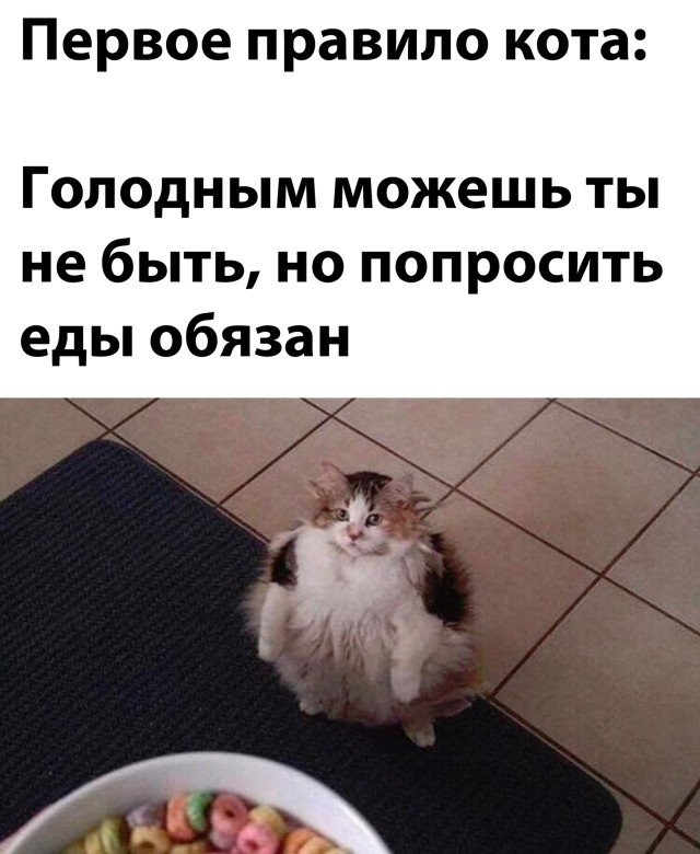 Кот и еда