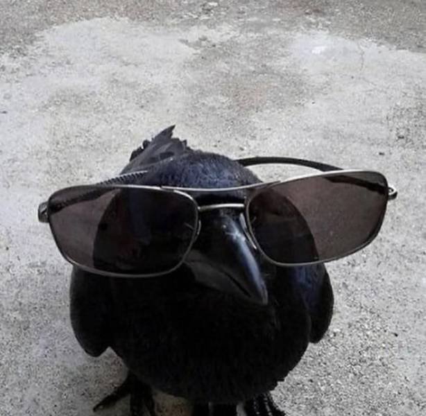 Ворона в очках