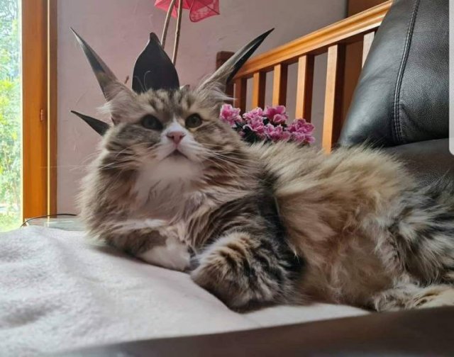 Кот в короне