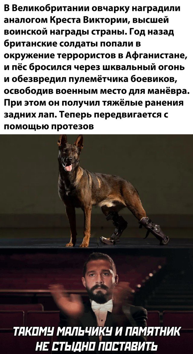 Собака, получившая награду