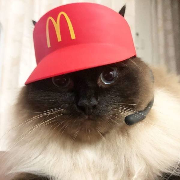 Кот с микрофоном