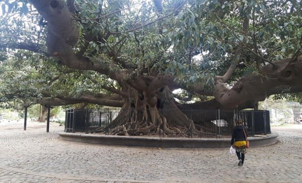 Одно из самых старых деревьев Буэнос-Айреса, посажено где-то в 1791 году