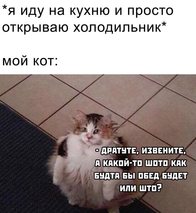 Кот и холодильник