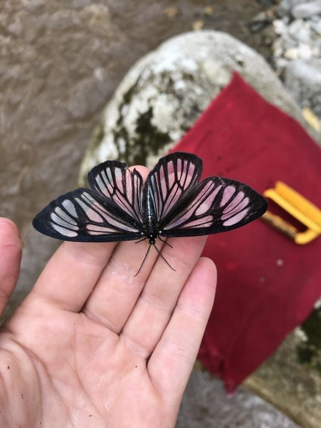 прозрачная бабочка