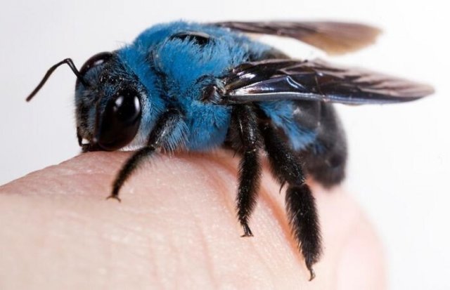 синяя пчела