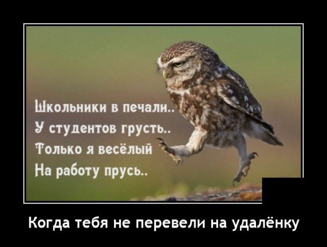 204755_4_trinixy_ru.jpg