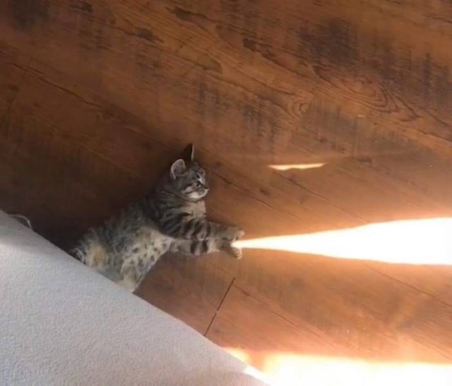 Кот и лучики солнца