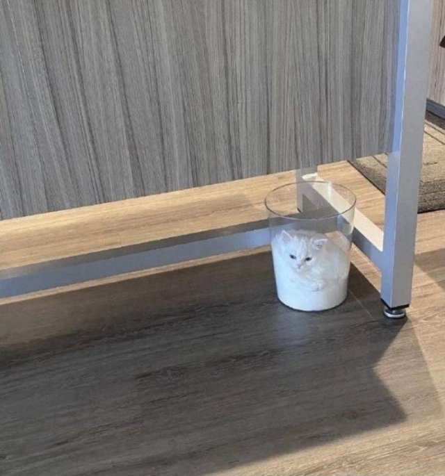 Кот сидит в вазе