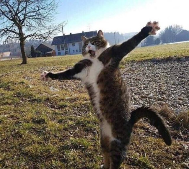 Летящий кот