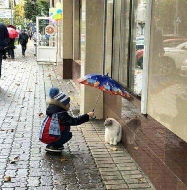 Зонтик над котом во время дождя