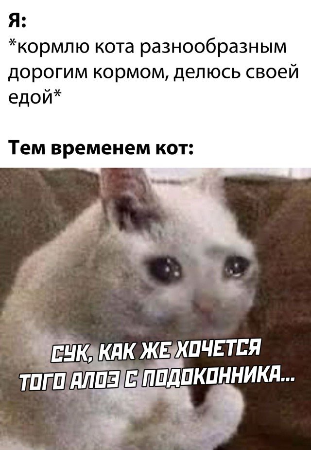 Кот хочет попробовать цветок на вкус