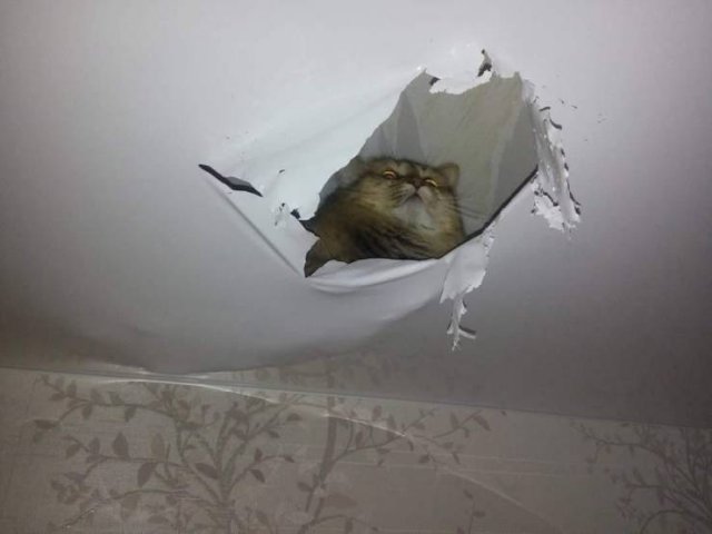 Кот на потолке