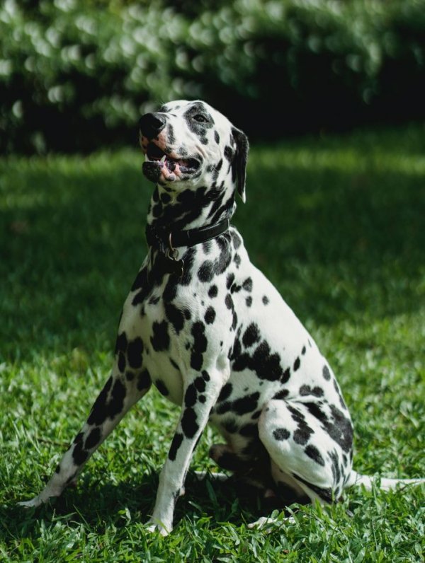 Хорватия - родина собак породы далматин