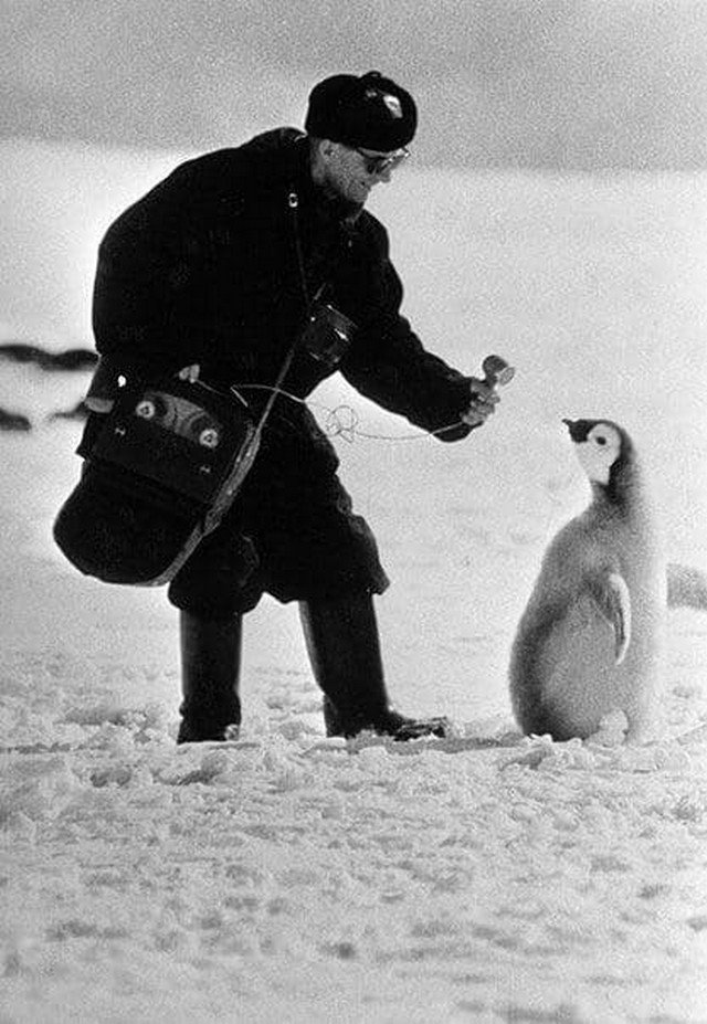 Московский корреспондент &quot;берет интервью&quot; у пингвина, 1966 год.