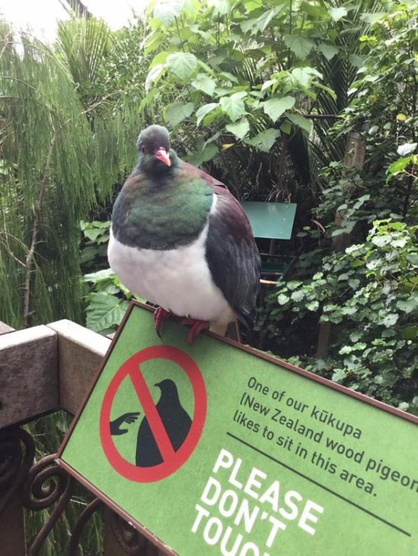 Лесной голубь в зоопарке Окленда, Новая Зеландия