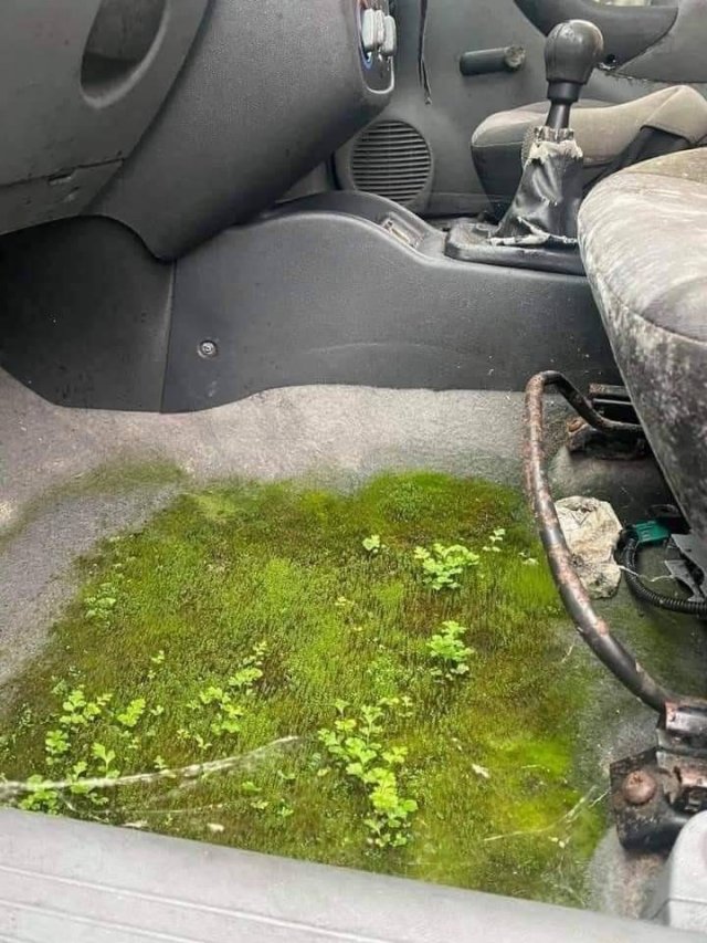 Растения в автмобиле